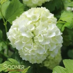 EASTERN SNOWBALL VIBURNUM -Greenscape Shop DETA 411
