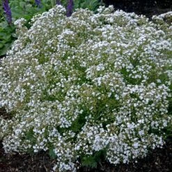 FESTIVAL STAR® BABY'S BREATH 7 FESTIVAL STAR® BABY'S BREATH -Greenscape Shop DETA 4112