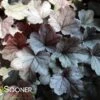 DOLCE® SILVER GUMDROP CORAL BELLS 2 DOLCE® SILVER GUMDROP CORAL BELLS -Greenscape Shop DETA 4121