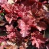PRIMO® MAHOGANY MONSTER CORAL BELLS -Greenscape Shop DETA 4125