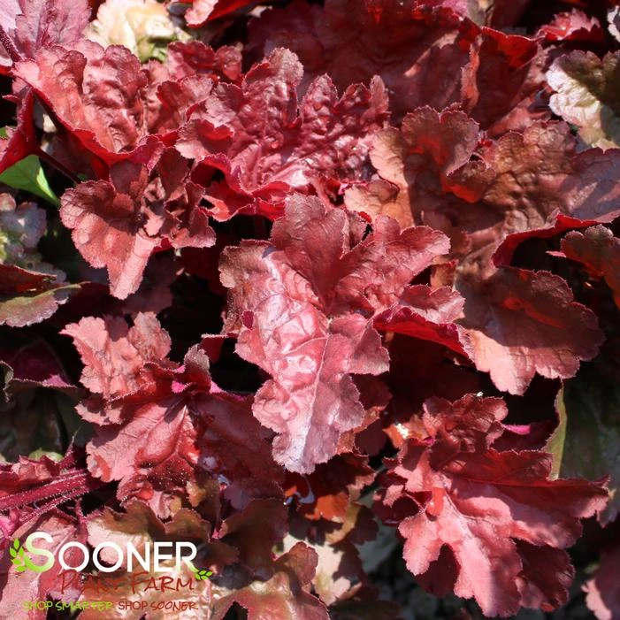 PRIMO® MAHOGANY MONSTER CORAL BELLS 2 PRIMO® MAHOGANY MONSTER CORAL BELLS