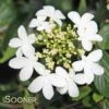 SUMMER SNOWFLAKE DOUBLEFILE VIBURNUM -Greenscape Shop DETA 413
