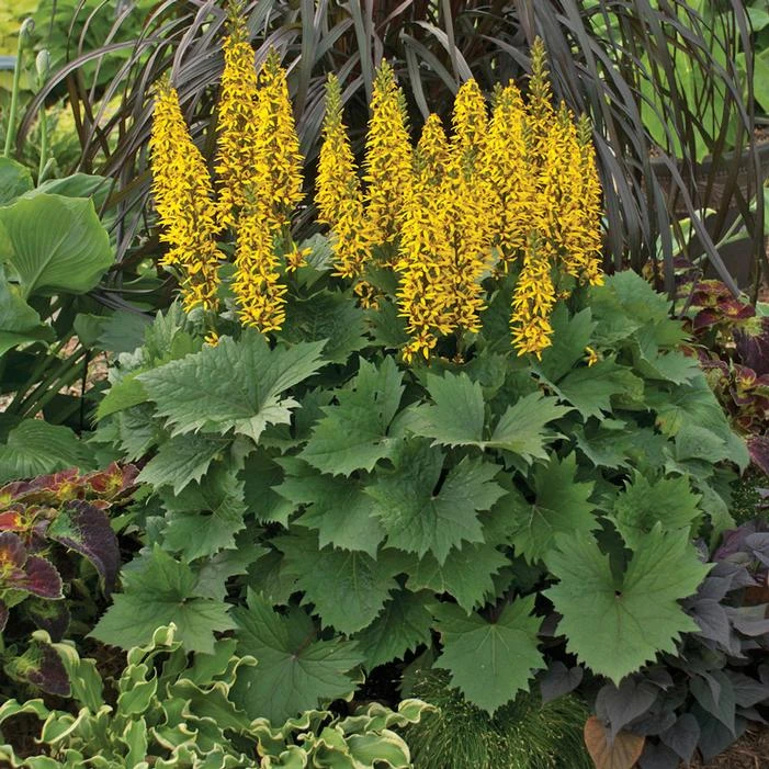 BOTTLE ROCKET GOLDEN RAY 3 BOTTLE ROCKET GOLDEN RAY