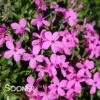 MAGENTA SPRITE HYBRID SPRING PHLOX -Greenscape Shop DETA 4156