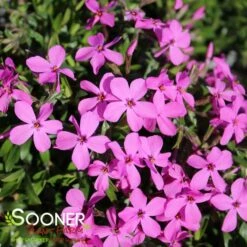 MAGENTA SPRITE HYBRID SPRING PHLOX
