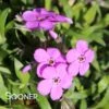 PURPLE SPRITE HYBRID SPRING PHLOX -Greenscape Shop DETA 4157