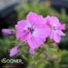 ROSE SPRITE HYBRID SPRING PHLOX -Greenscape Shop DETA 4158