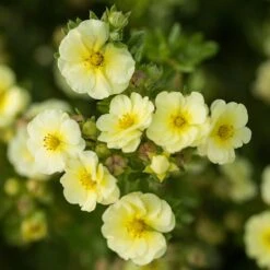 LEMON MERINGUE™ POTENTILLA -Greenscape Shop DETA 4198