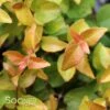 PEACH PERFECTION® ABELIA -Greenscape Shop DETA 4222