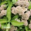 AUTUMN DELIGHT™ SEDUM -Greenscape Shop DETA 4233