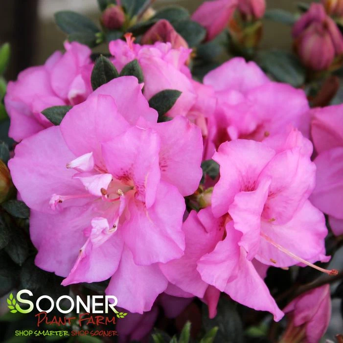 PERFECTO MUNDO® DOUBLE PURPLE AZALEA 3 PERFECTO MUNDO® DOUBLE PURPLE AZALEA