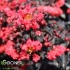 CENTER STAGE® RED CRAPEMYRTLE -Greenscape Shop DETA 4254