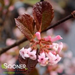 SWEET TALKER® VIBURNUM 7 SWEET TALKER® VIBURNUM -Greenscape Shop DETA 4262