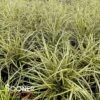 EVERGOLD VARIEGATED SEDGE -Greenscape Shop DETA 4286