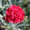 SCENT FIRST® PASSION DIANTHUS -Greenscape Shop DETA 4295