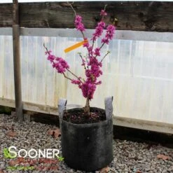 DON EGOLF MINIATURE REDBUD 9 DON EGOLF MINIATURE REDBUD -Greenscape Shop DETA 430