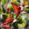 STELLAR PINK® DOGWOOD -Greenscape Shop DETA 4305