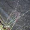 UNDAUNTED® RUBY MUHLY GRASS -Greenscape Shop DETA 4310