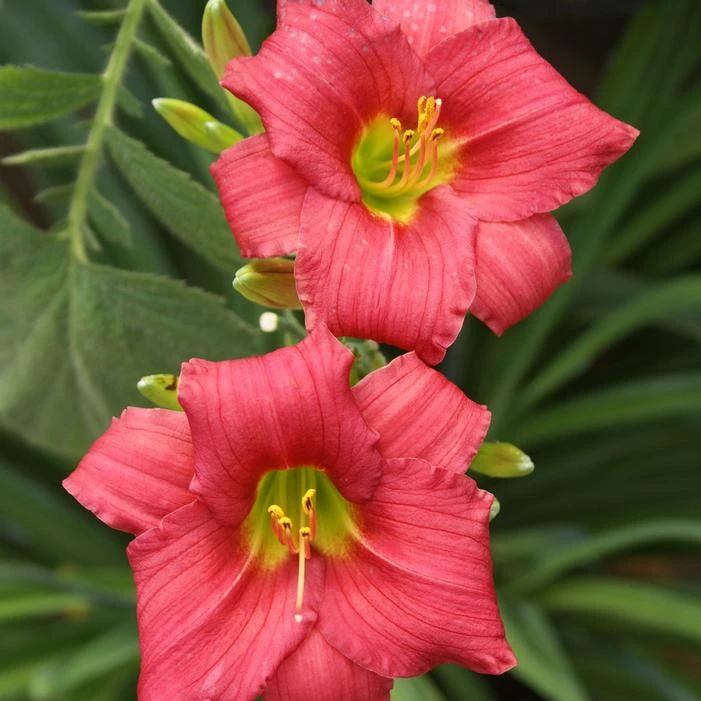 LITTLE BUSINESS DAYLILY 3 LITTLE BUSINESS DAYLILY