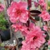 PINK CASCADE WEEPING ORNAMENTAL PEACH -Greenscape Shop DETA 4342