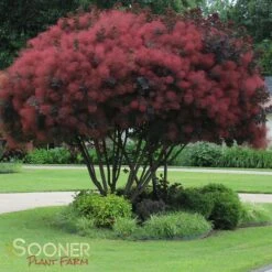 ROYAL PURPLE SMOKETREE -Greenscape Shop DETA 436