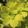 GOLDEN SPIRIT SMOKETREE -Greenscape Shop DETA 437