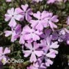 SPRING BLING™ PINK SPARKLES HYBRID SPRING PHLOX -Greenscape Shop DETA 4402