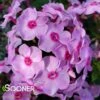 LUMINARY® OPALESCENCE GARDEN PHLOX 2 LUMINARY® OPALESCENCE GARDEN PHLOX -Greenscape Shop DETA 4409