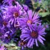 GRAPE CRUSH NEW ENGLAND ASTER -Greenscape Shop DETA 4416
