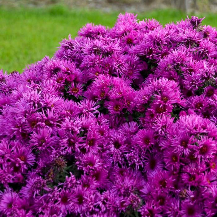 PINK CRUSH NEW ENGLAND ASTER 3 PINK CRUSH NEW ENGLAND ASTER