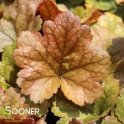 DOLCE® TOFFEE TART CORAL BELLS -Greenscape Shop DETA 4426