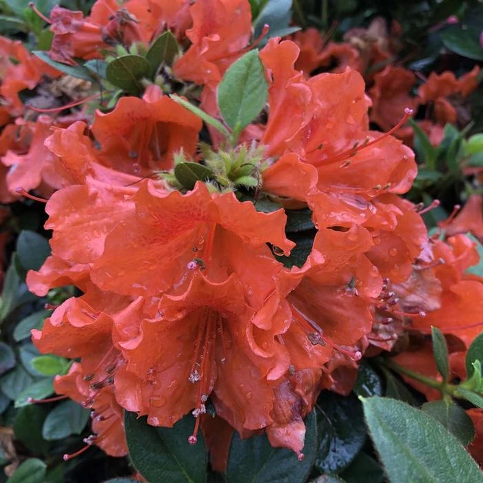 PERFECTO MUNDO® ORANGE AZALEA 5 PERFECTO MUNDO® ORANGE AZALEA - Image 3
