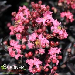 CENTER STAGE® CORAL CRAPEMYRTLE 5 CENTER STAGE® CORAL CRAPEMYRTLE -Greenscape Shop DETA 4452