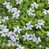 BLUE STAR CREEPER 2 BLUE STAR CREEPER -Greenscape Shop DETA 446