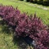 VERY FINE WINE® WEIGELA -Greenscape Shop DETA 4463