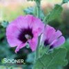 HALO CERISE HOLLYHOCK 2 HALO CERISE HOLLYHOCK -Greenscape Shop DETA 4490