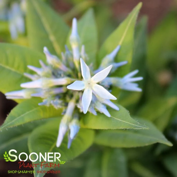 STARSTRUCK BLUE STAR 3 STARSTRUCK BLUE STAR