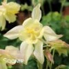 KIRIGAMI™ YELLOW COLUMBINE 1 KIRIGAMI™ YELLOW COLUMBINE -Greenscape Shop DETA 4504