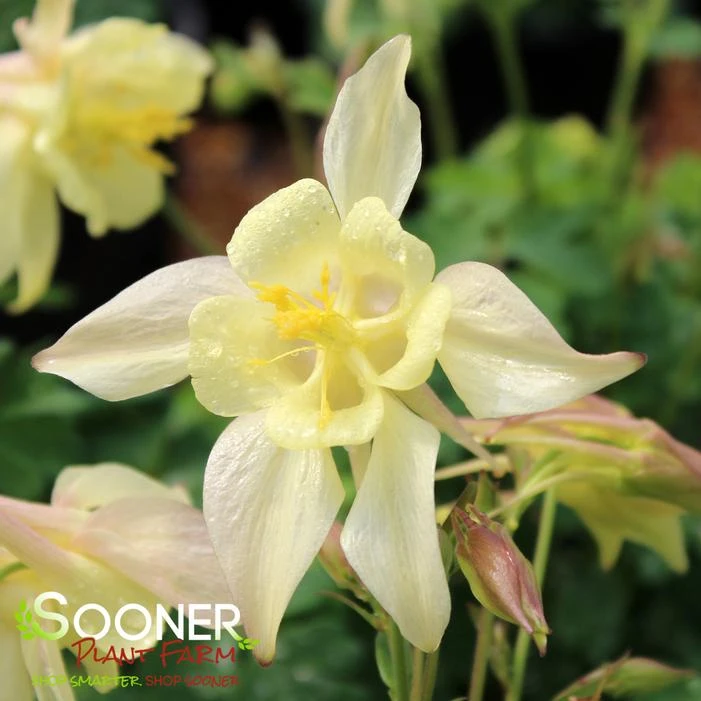 KIRIGAMI™ YELLOW COLUMBINE 3 KIRIGAMI™ YELLOW COLUMBINE