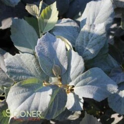 BLUE SHADOW WITCH ALDER 12 BLUE SHADOW WITCH ALDER -Greenscape Shop DETA 452