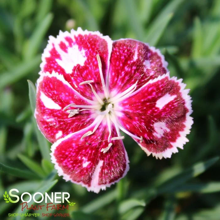 PRETTY POPPERS™ FIRE AND ICE DIANTHUS 3 PRETTY POPPERS™ FIRE AND ICE DIANTHUS