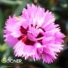 PRETTY POPPERS™ GOODY GUMDROPS DIANTHUS -Greenscape Shop DETA 4545