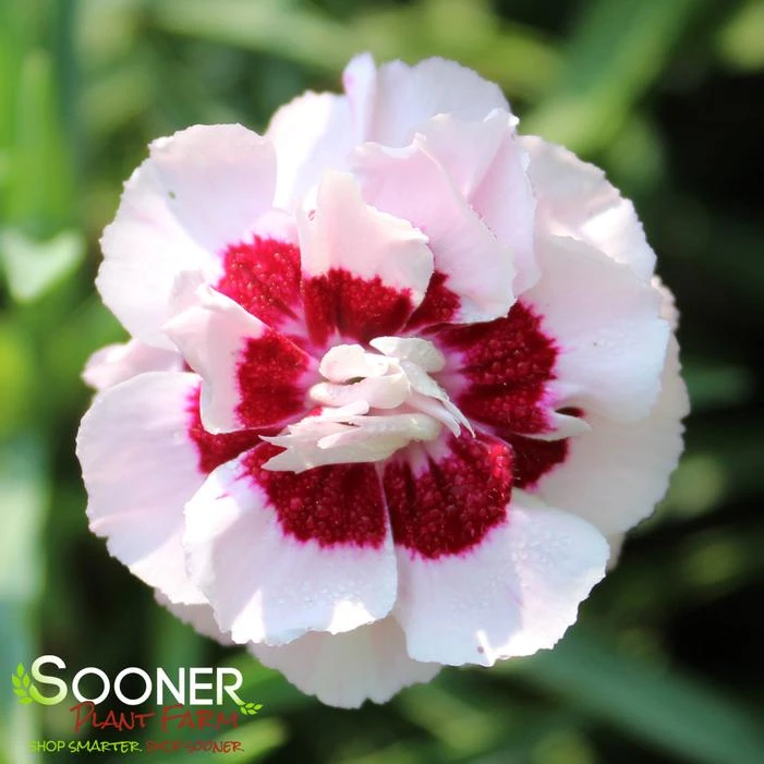 PRETTY POPPERS™ KISS AND TELL DIANTHUS 3 PRETTY POPPERS™ KISS AND TELL DIANTHUS