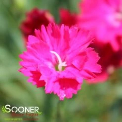 PAINT THE TOWN RED DIANTHUS -Greenscape Shop DETA 4548