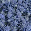 BLUE GLITTER SEA HOLLY 1 BLUE GLITTER SEA HOLLY -Greenscape Shop DETA 4556