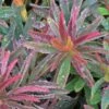 BONFIRE EUPHORBIA -Greenscape Shop DETA 4558