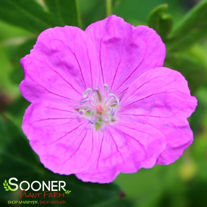 NEW HAMPSHIRE PURPLE CRANESBILL GERANIUM 4 NEW HAMPSHIRE PURPLE CRANESBILL GERANIUM - Image 2