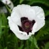 ROYAL WEDDING ORIENTAL POPPY 2 ROYAL WEDDING ORIENTAL POPPY -Greenscape Shop DETA 4580