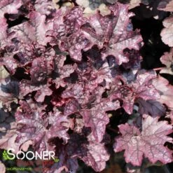 GRAPE TIMELESS CORAL BELLS 9 GRAPE TIMELESS CORAL BELLS -Greenscape Shop DETA 4593