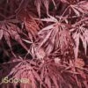 INABA SHIDARE WEEPING JAPANESE MAPLE -Greenscape Shop DETA 460